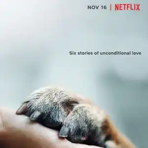 爱犬情深